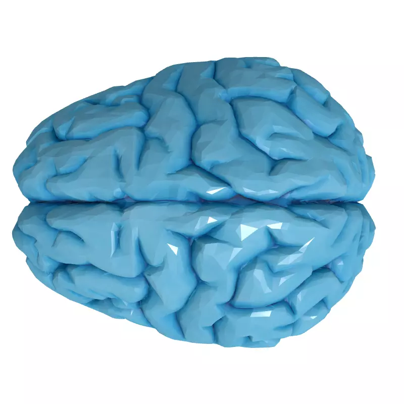 Low Poly Human Brain 3D Model Low-poly 3D model_8