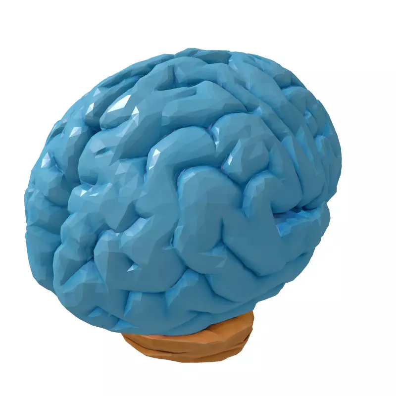 Low Poly Human Brain 3D Model Low-poly 3D model_5