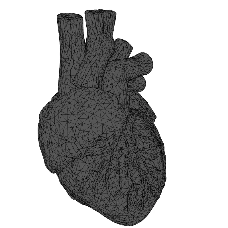 Realistic Anatomical Human Heart 3D Model Low-poly 3D model_1
