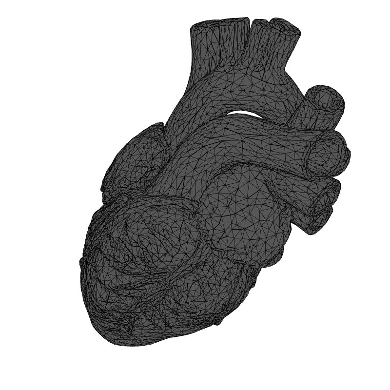 Realistic Anatomical Human Heart 3D Model Low-poly 3D model_9