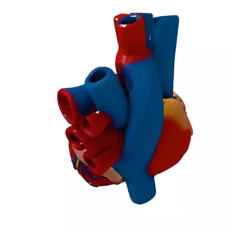 Realistic Anatomical Human Heart 3D Model Low-poly 3D model_5