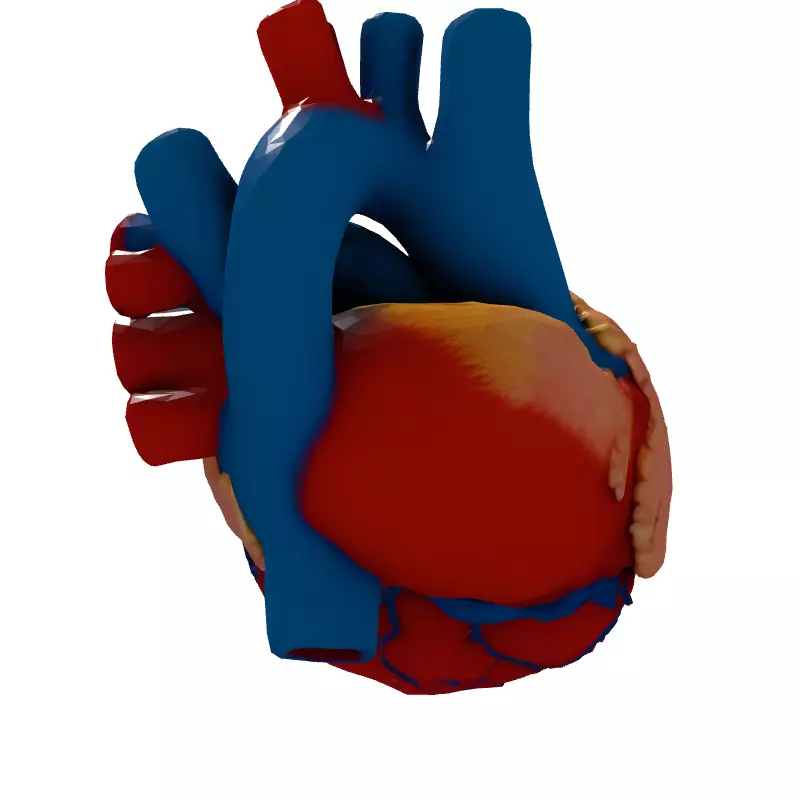 Realistic Anatomical Human Heart 3D Model Low-poly 3D model_7