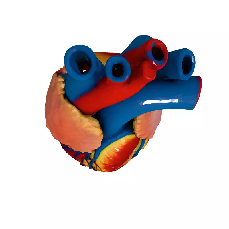 Realistic Anatomical Human Heart 3D Model Low-poly 3D model_8