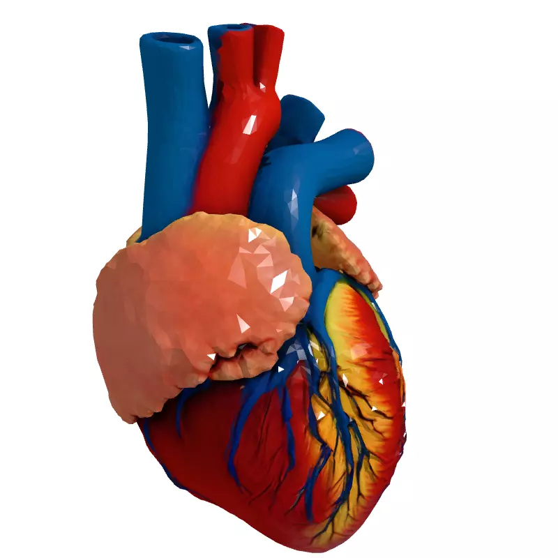 Realistic Anatomical Human Heart 3D Model Low-poly 3D model_3