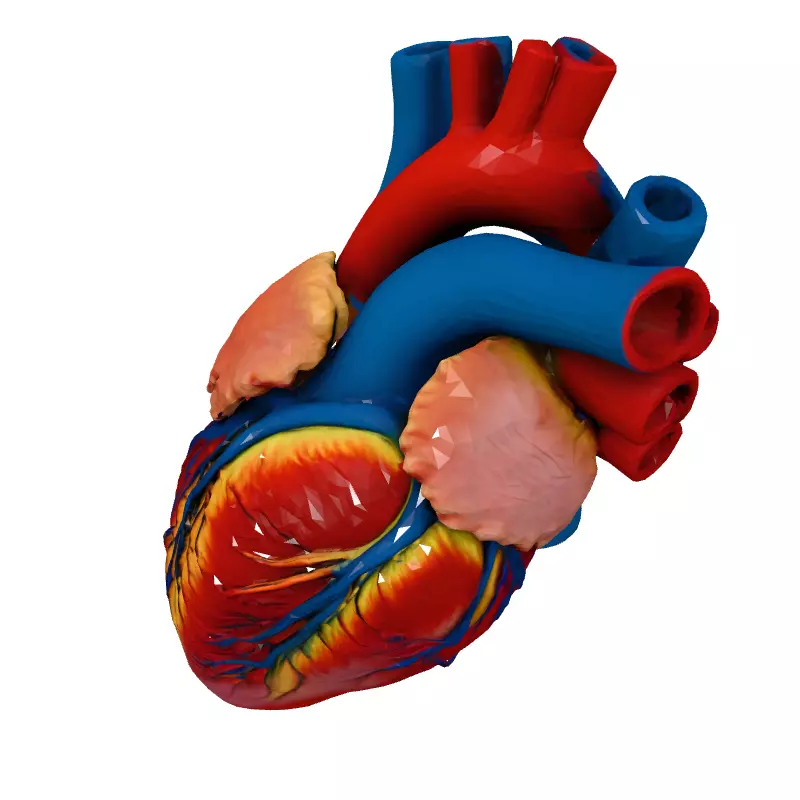 Realistic Anatomical Human Heart 3D Model Low-poly 3D model_2