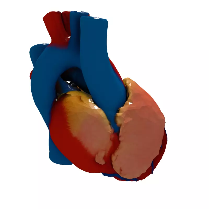 Realistic Anatomical Human Heart 3D Model Low-poly 3D model_6