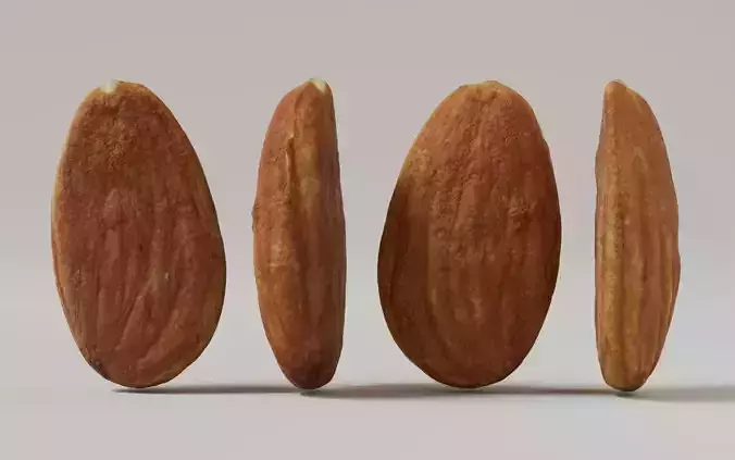 Almond 3D Model 3D model