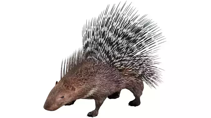 Porcupine