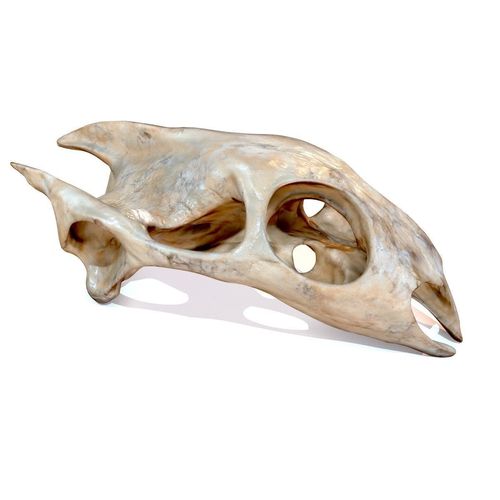 Turtle Skull Realistic Low-poly 3D model