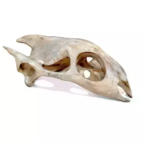 Turtle Skull Realistic Low-poly 3D model