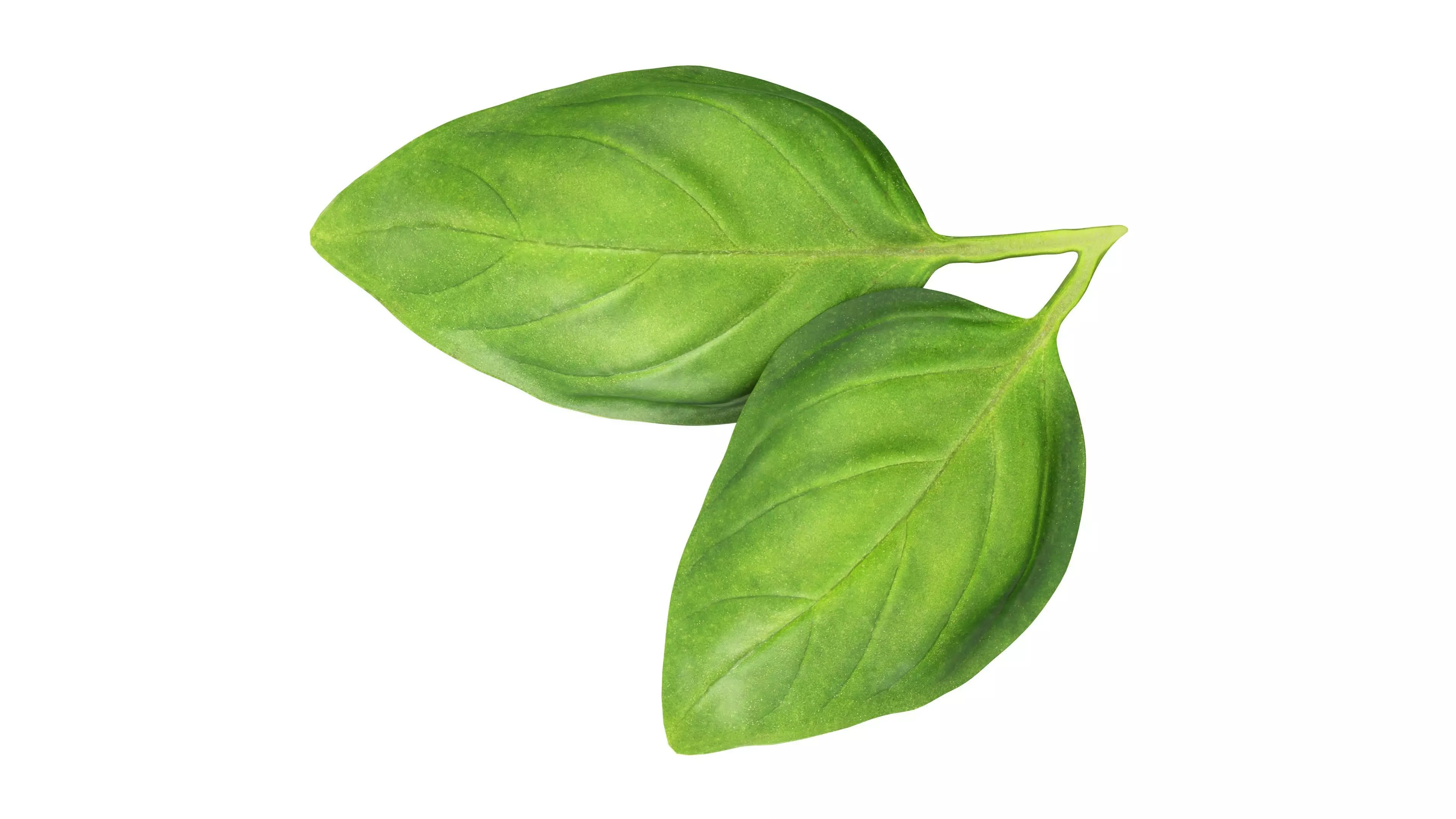 Basil leaves Low-poly 3D model_5