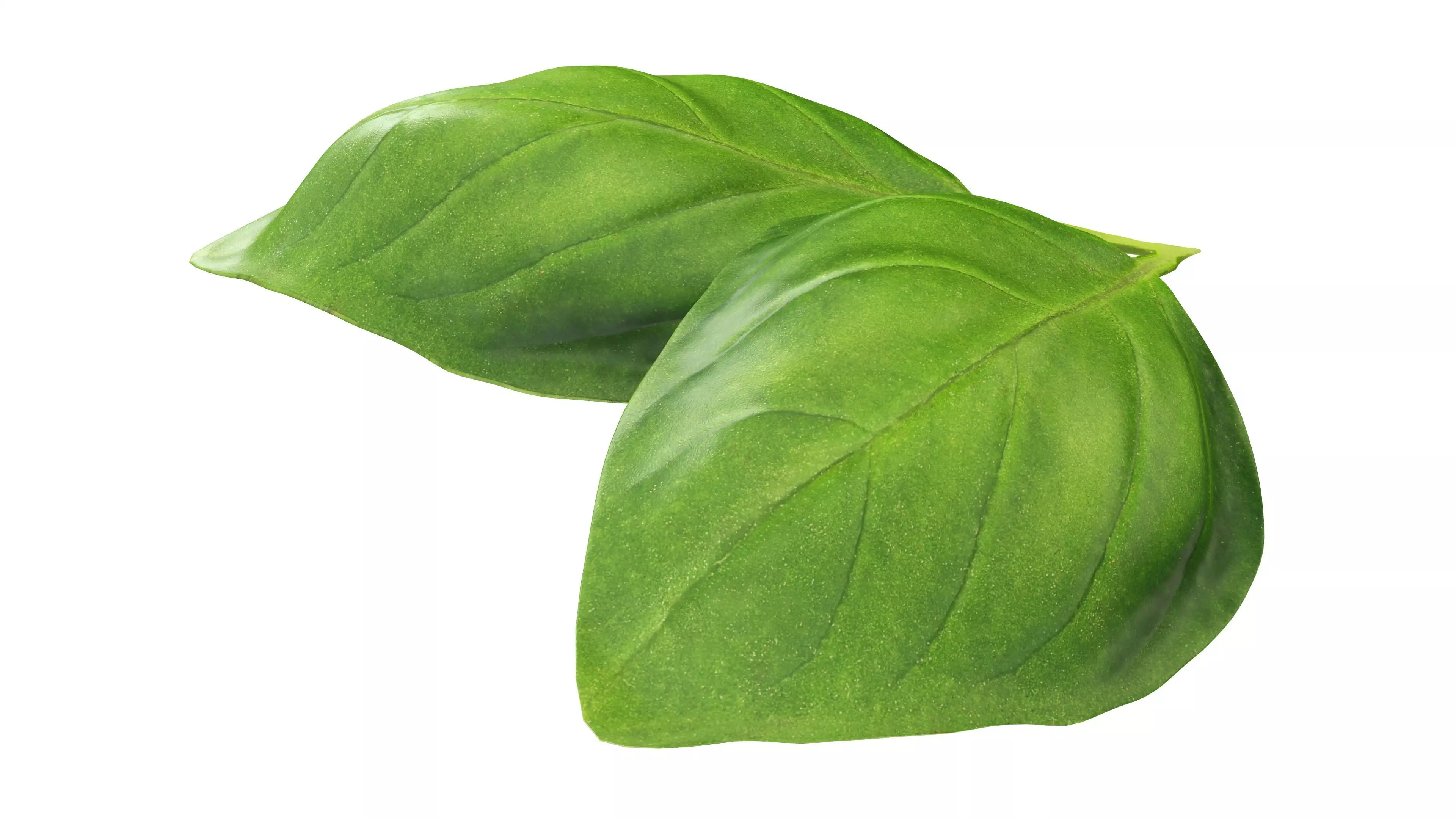 Basil leaves Low-poly 3D model_1