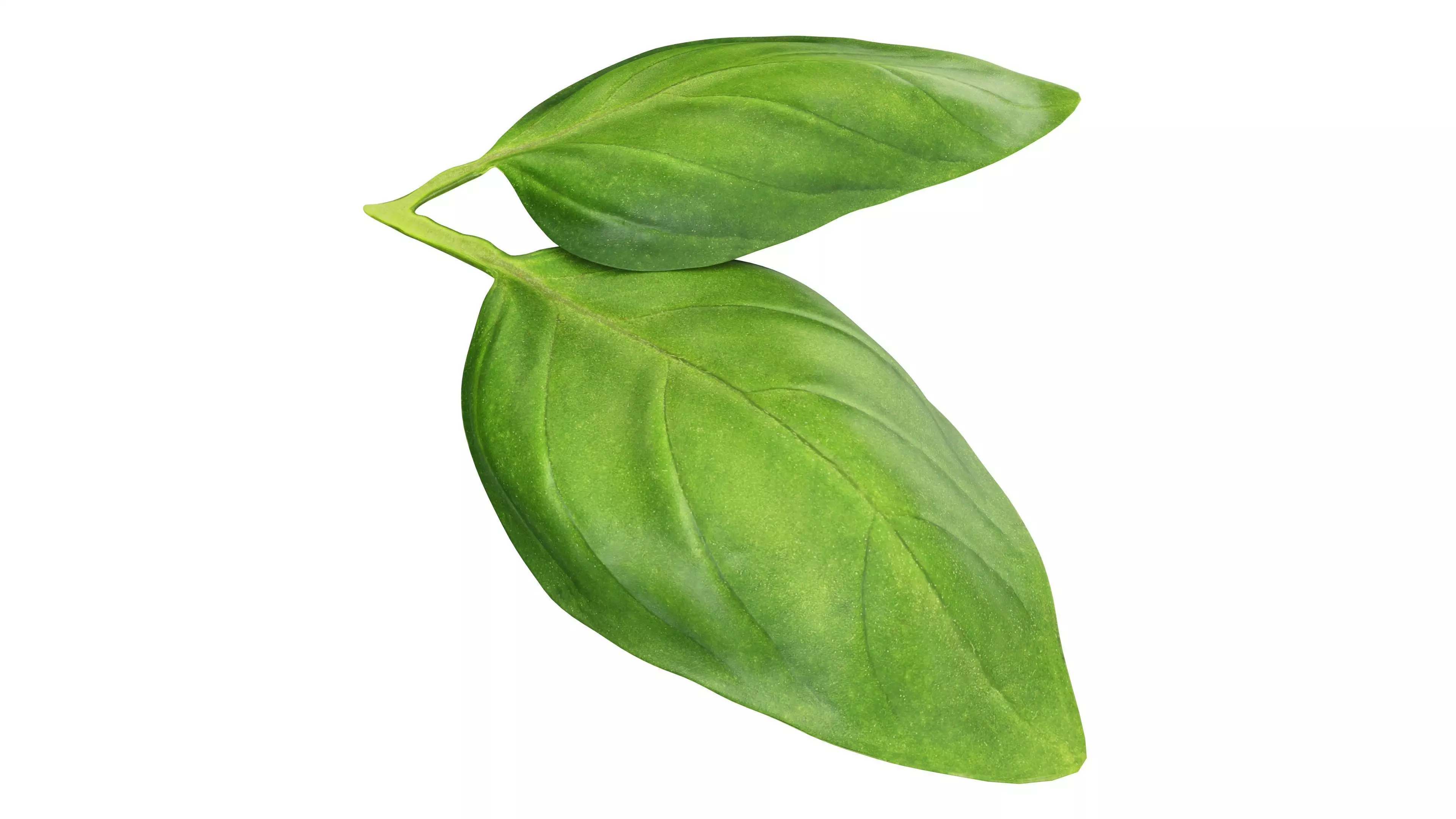 Basil leaves Low-poly 3D model_0