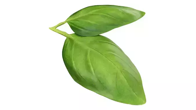 Basil leaves Low-poly 3D model
