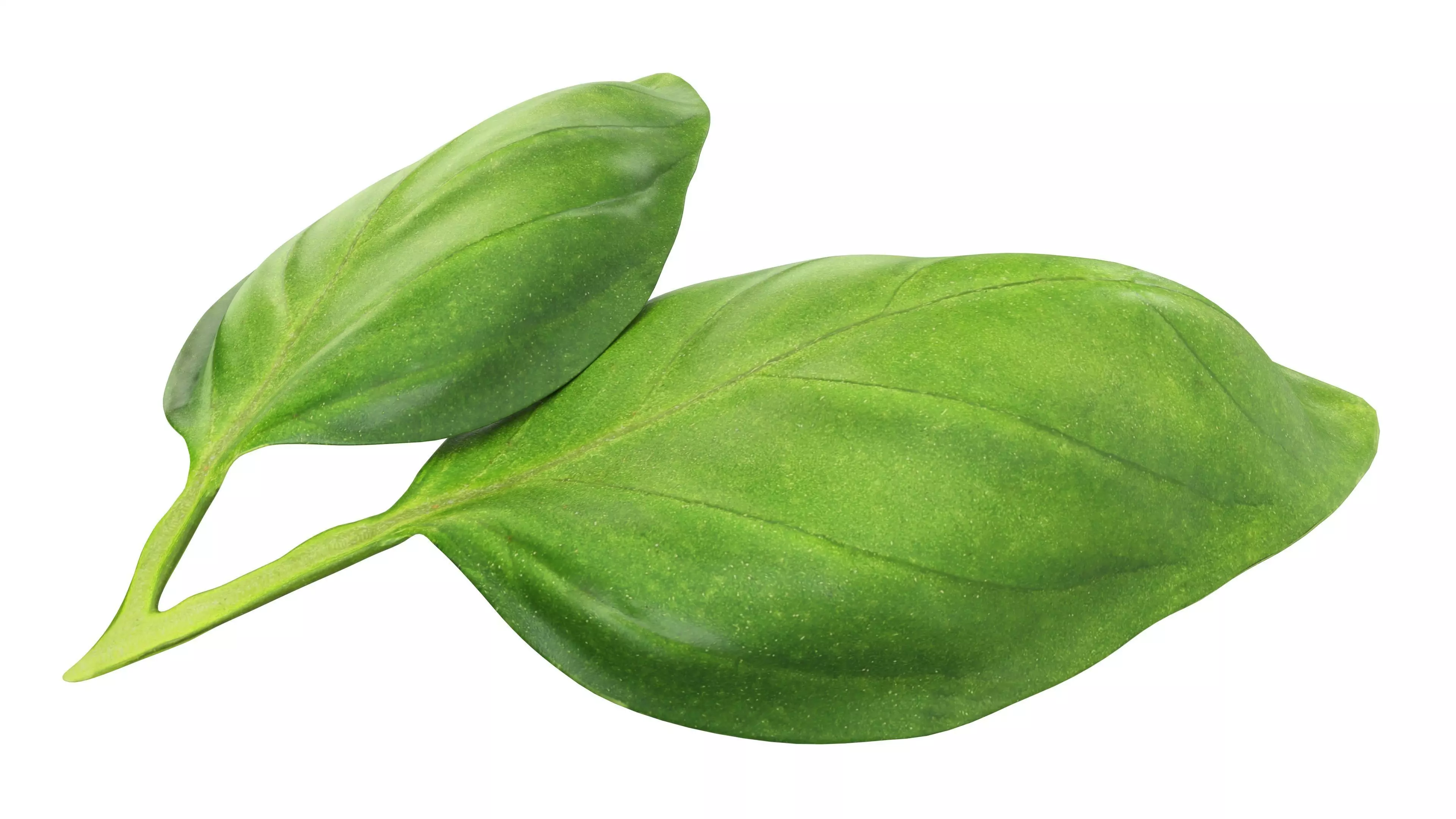Basil leaves Low-poly 3D model_2