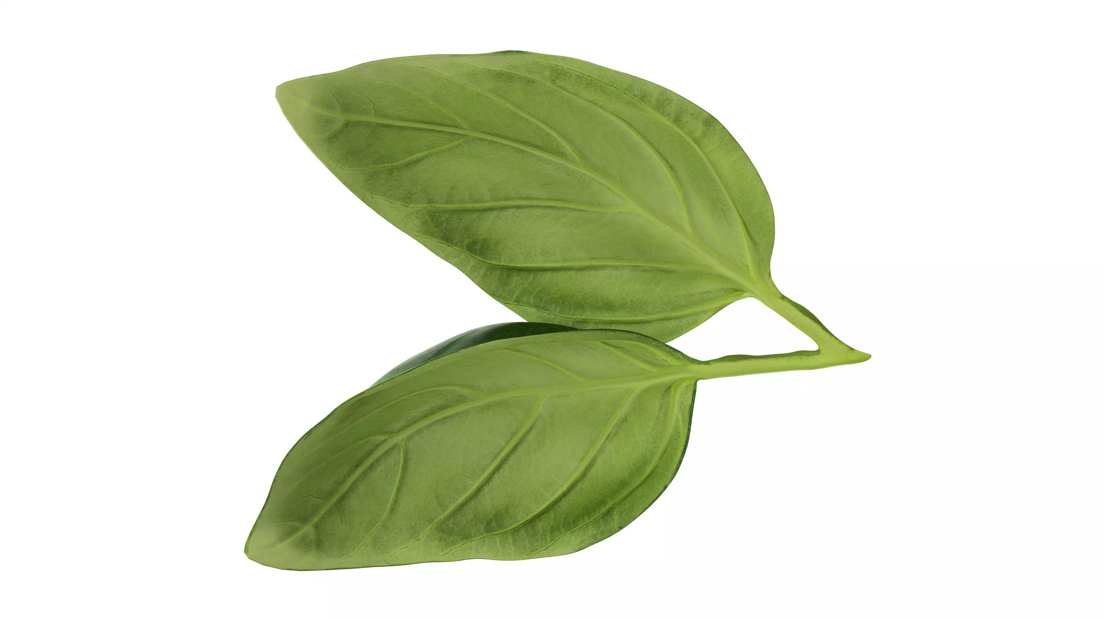 Basil leaves Low-poly 3D model_3