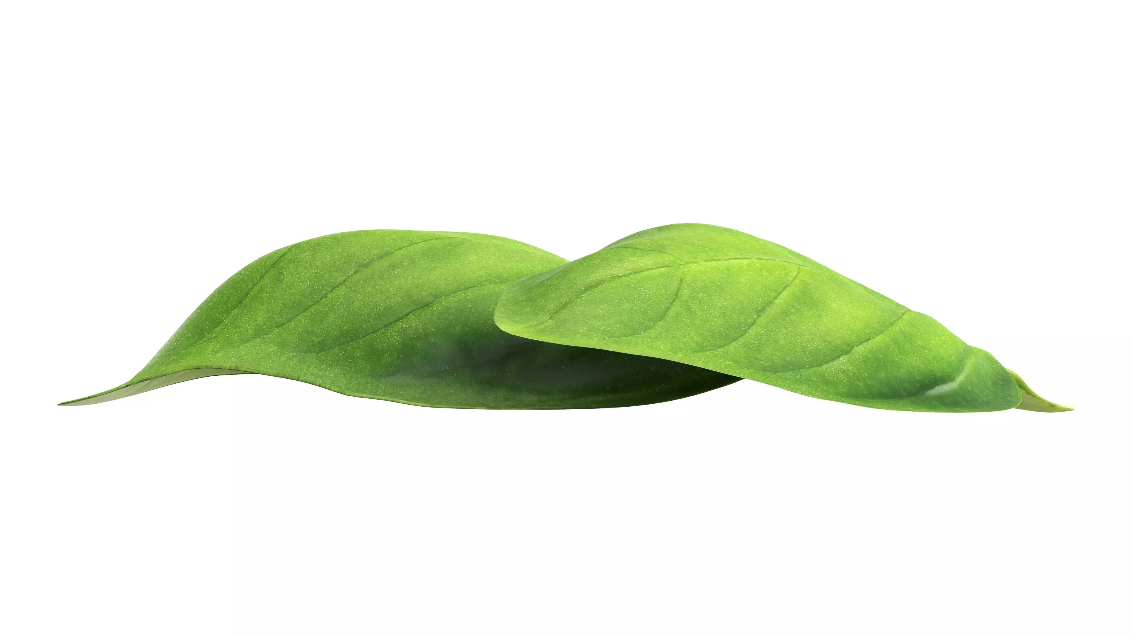 Basil leaves Low-poly 3D model_4