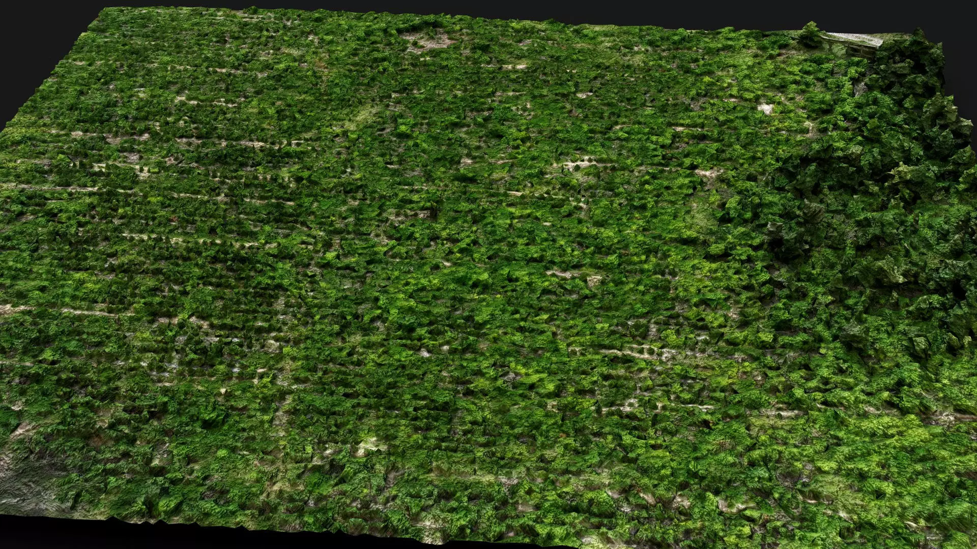 forest terrain bushes field patch pt2 PBR photogrammetry Low-poly 3D model_4