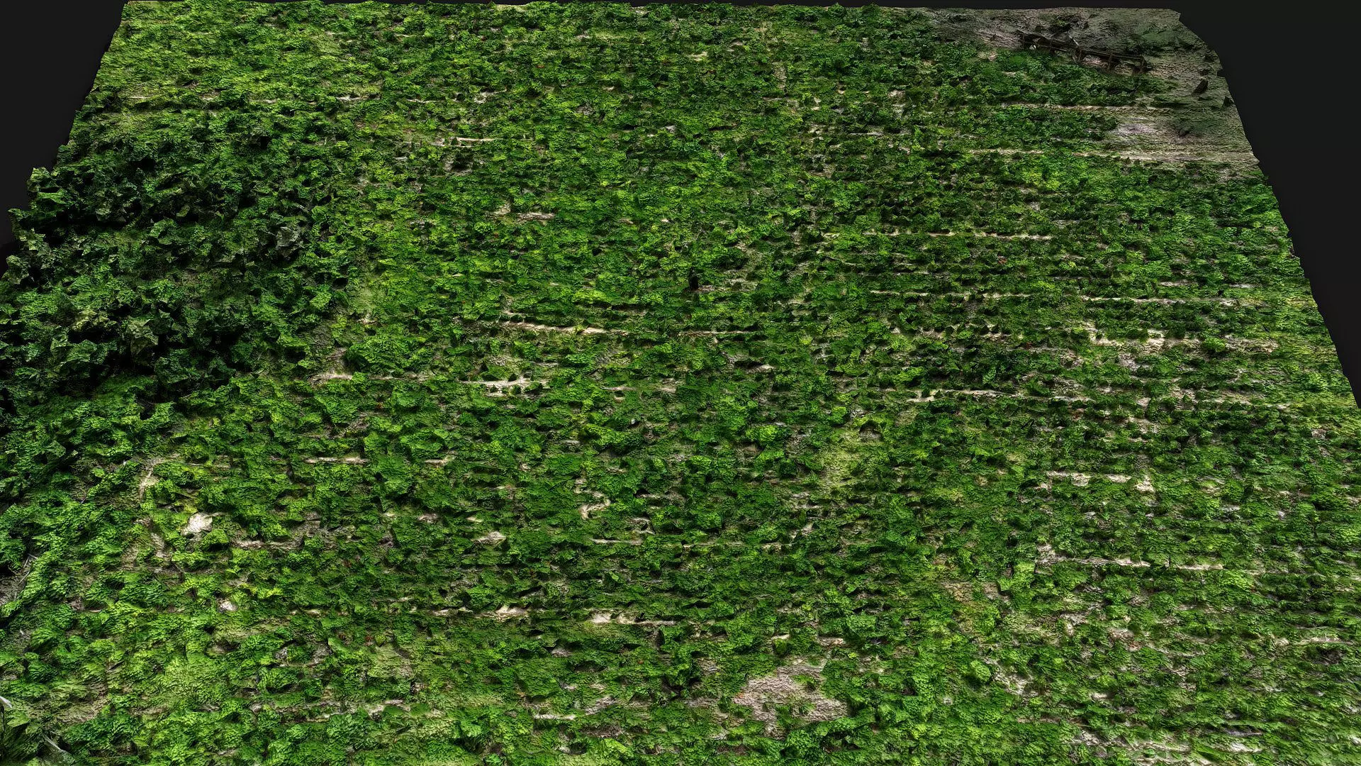 forest terrain bushes field patch pt2 PBR photogrammetry Low-poly 3D model_2