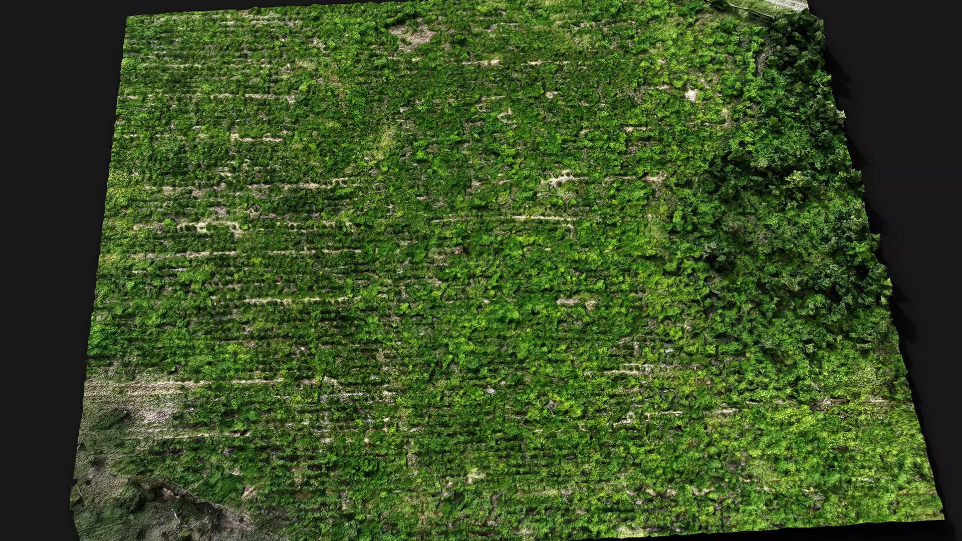 forest terrain bushes field patch pt2 PBR photogrammetry Low-poly 3D model_1