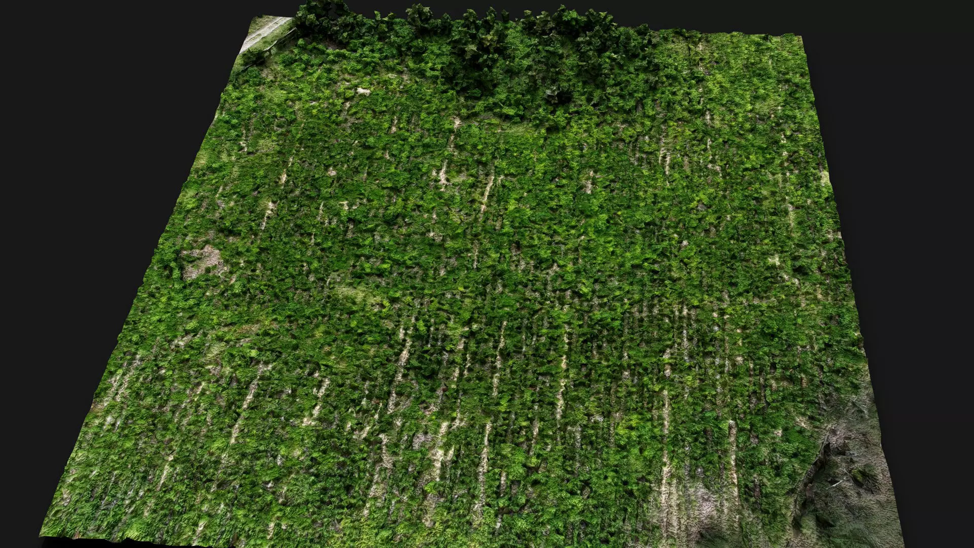 forest terrain bushes field patch pt2 PBR photogrammetry Low-poly 3D model_3