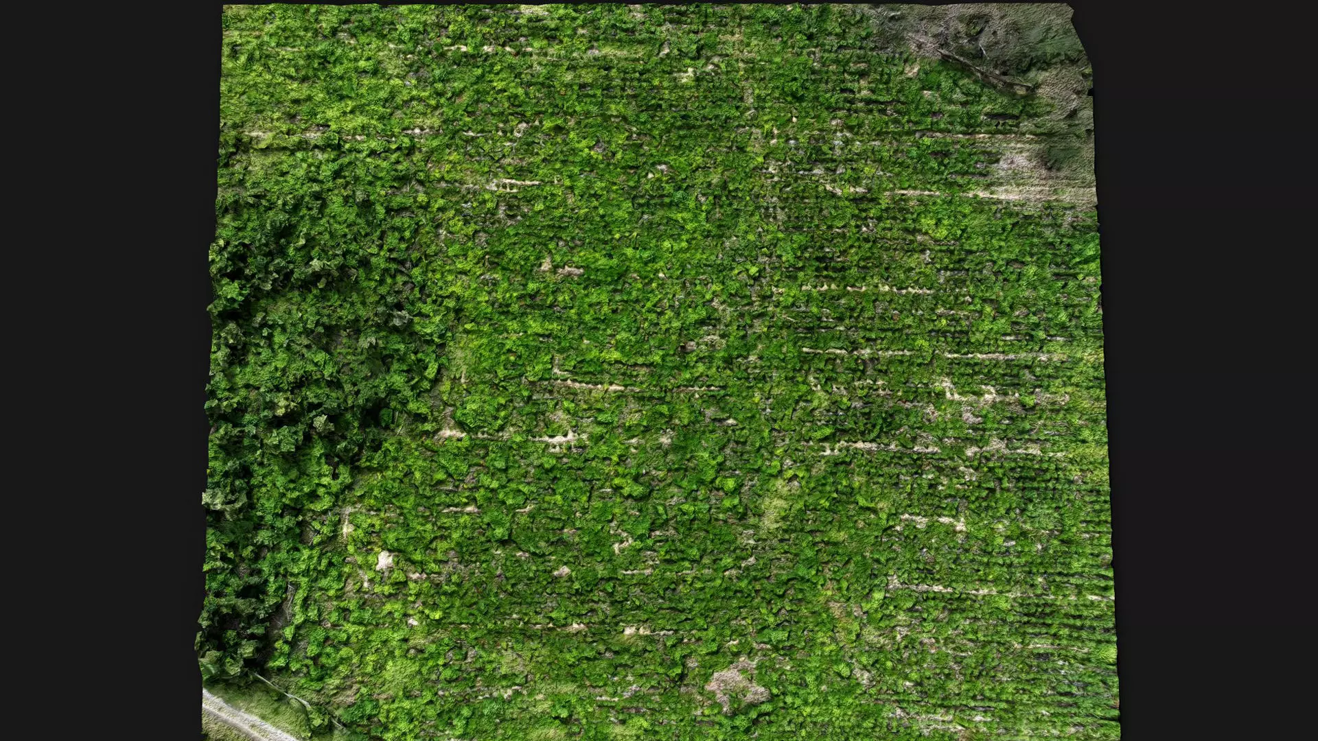 forest terrain bushes field patch pt2 PBR photogrammetry Low-poly 3D model_5