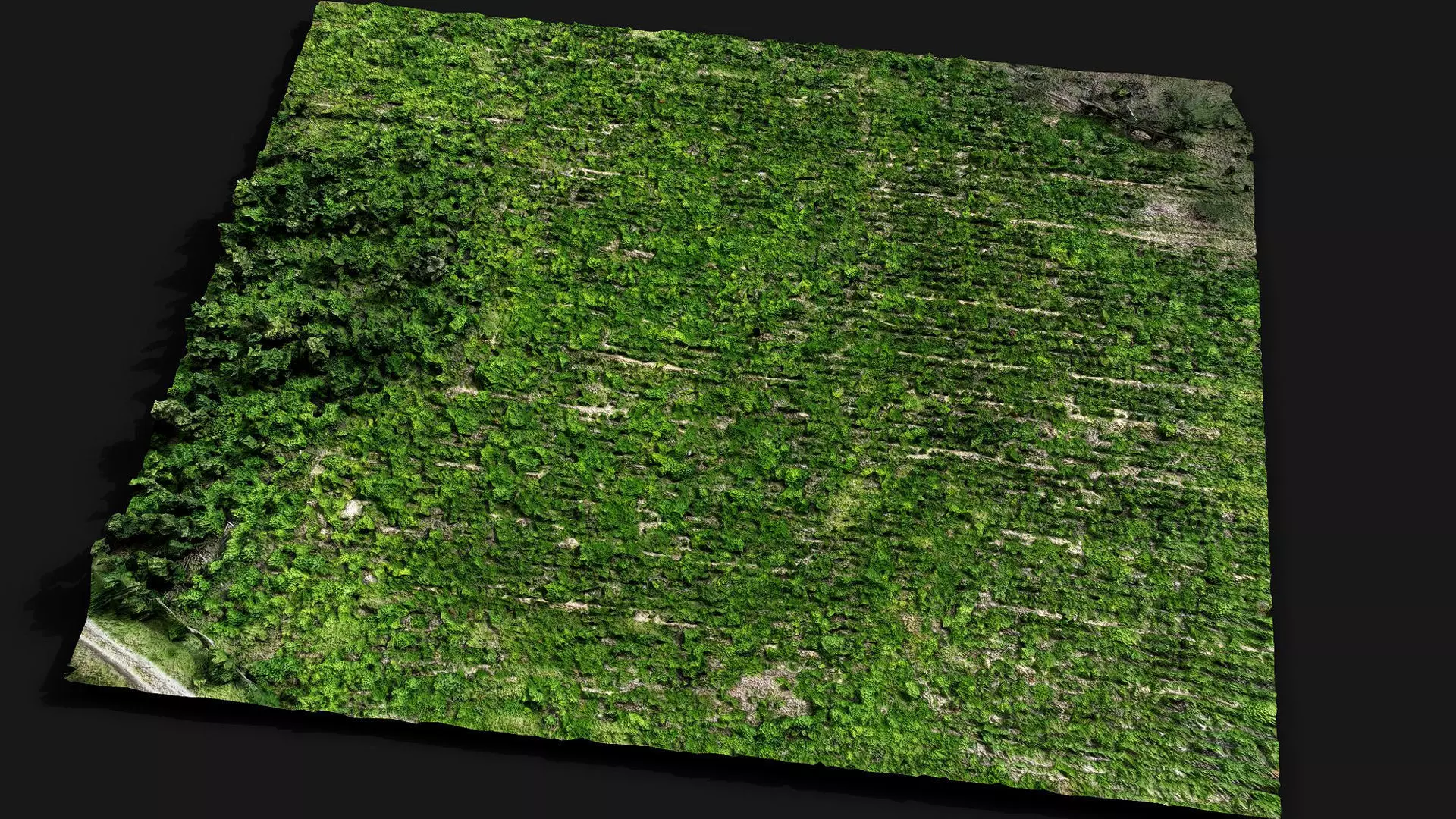 forest terrain bushes field patch pt2 PBR photogrammetry Low-poly 3D model_0
