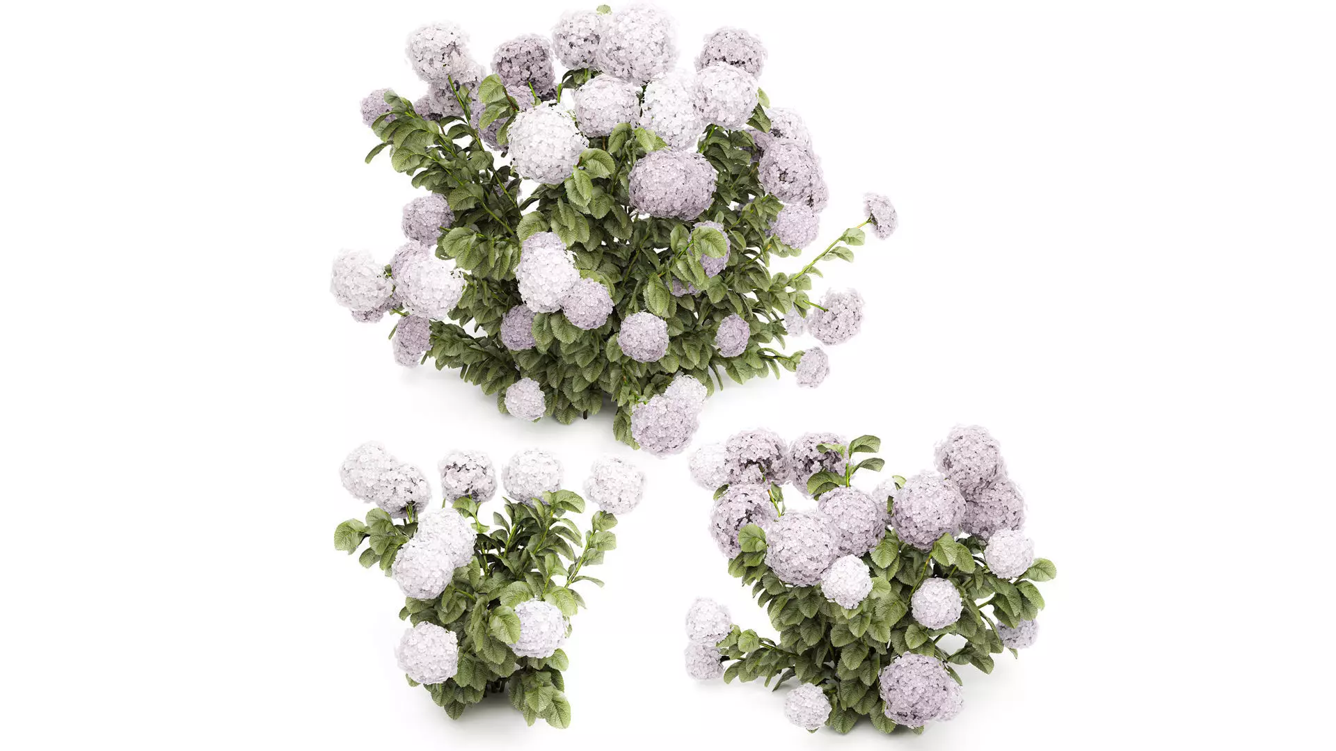 Beautiful bushes lilac pink hydrangea with flowers garden 1487 3D model