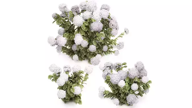 Beautiful bushes lilac pink hydrangea with flowers  garden 1487