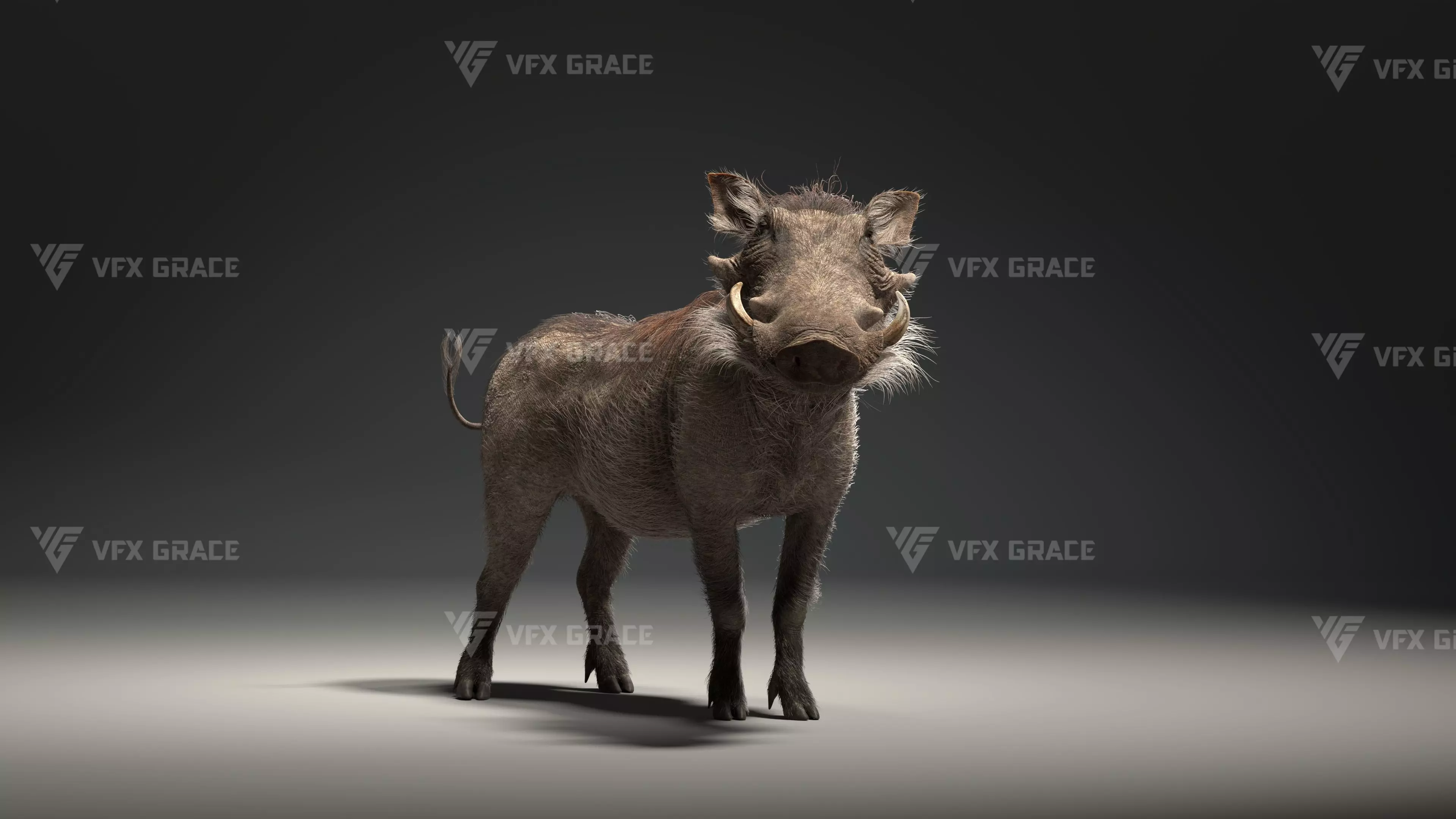 Warthog Animation  Blender 3D Model 3D model_6