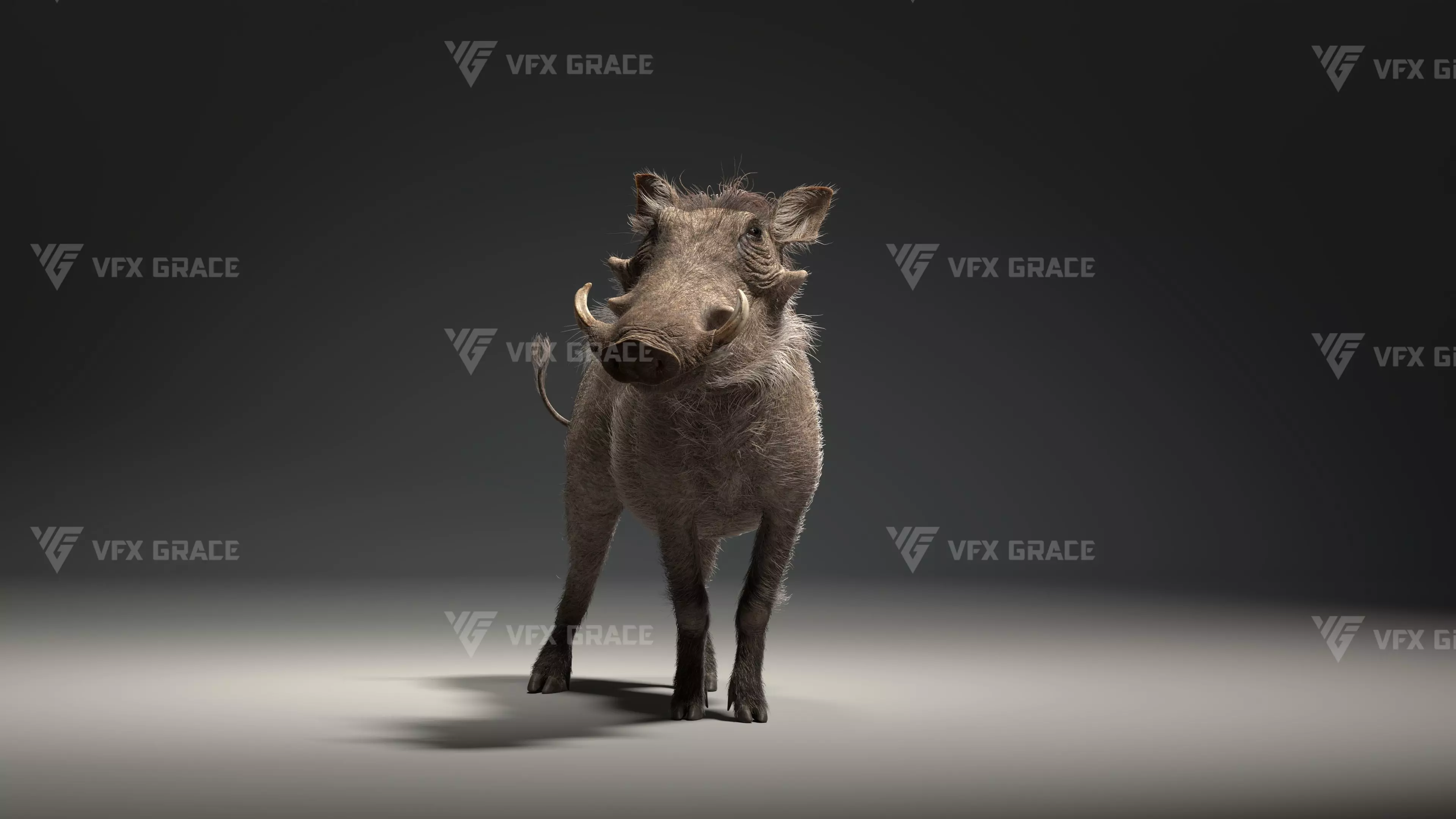 Warthog Animation  Blender 3D Model 3D model_9