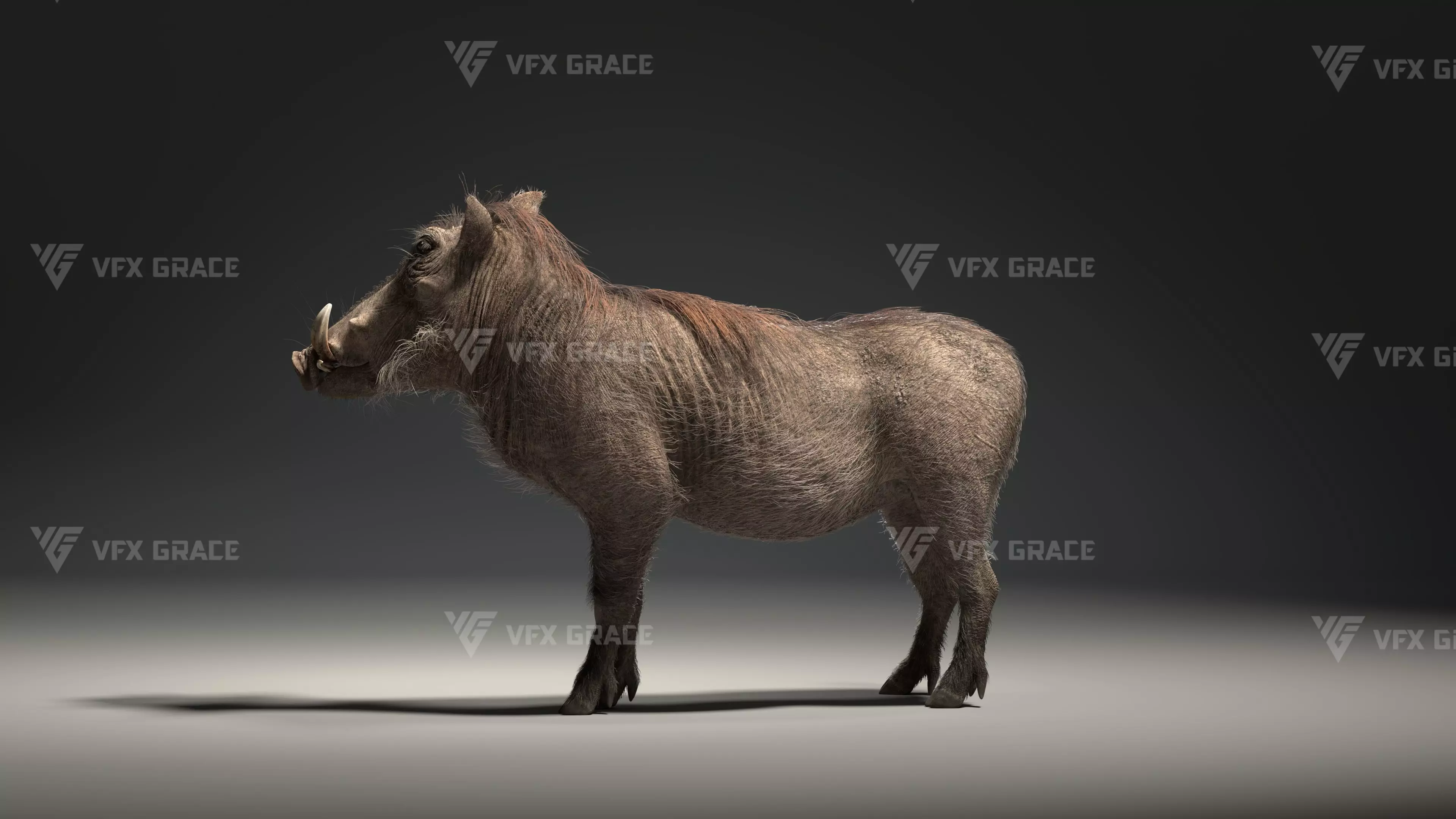 Warthog Animation  Blender 3D Model 3D model_10