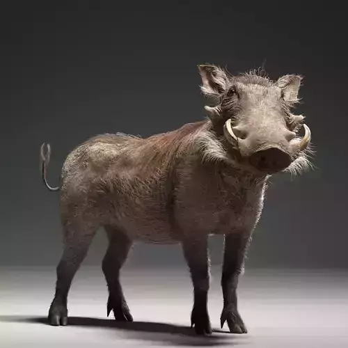 Warthog Animation  Blender 3D Model 3D model