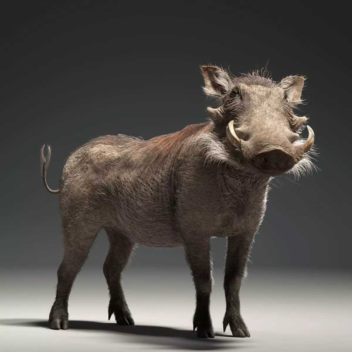 Warthog Animation  Blender 3D Model 3D model_0