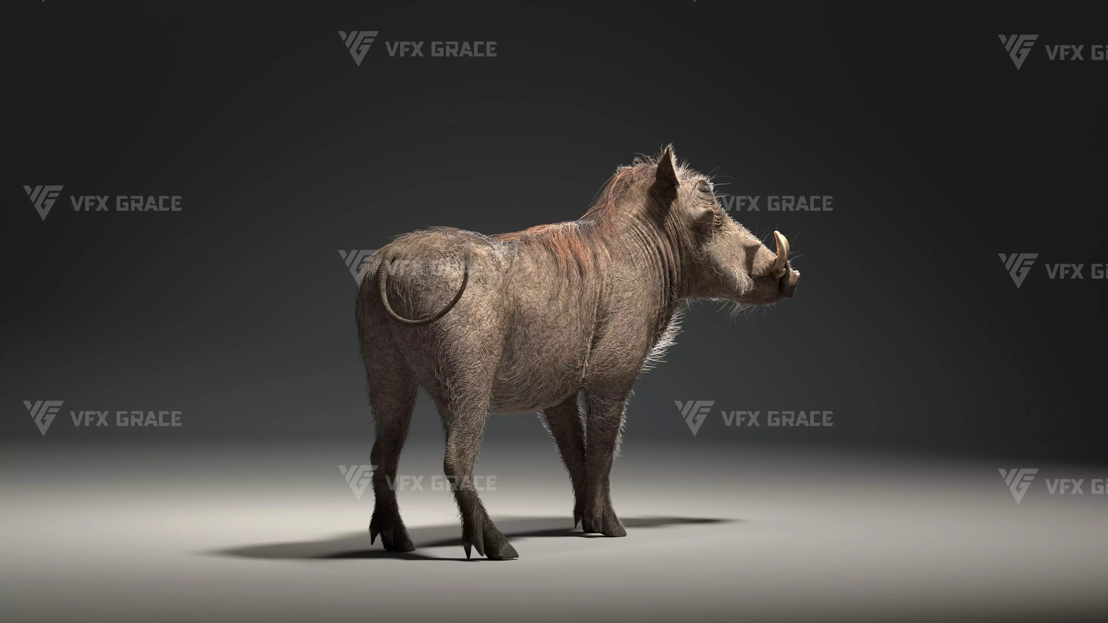Warthog Animation  Blender 3D Model 3D model_8
