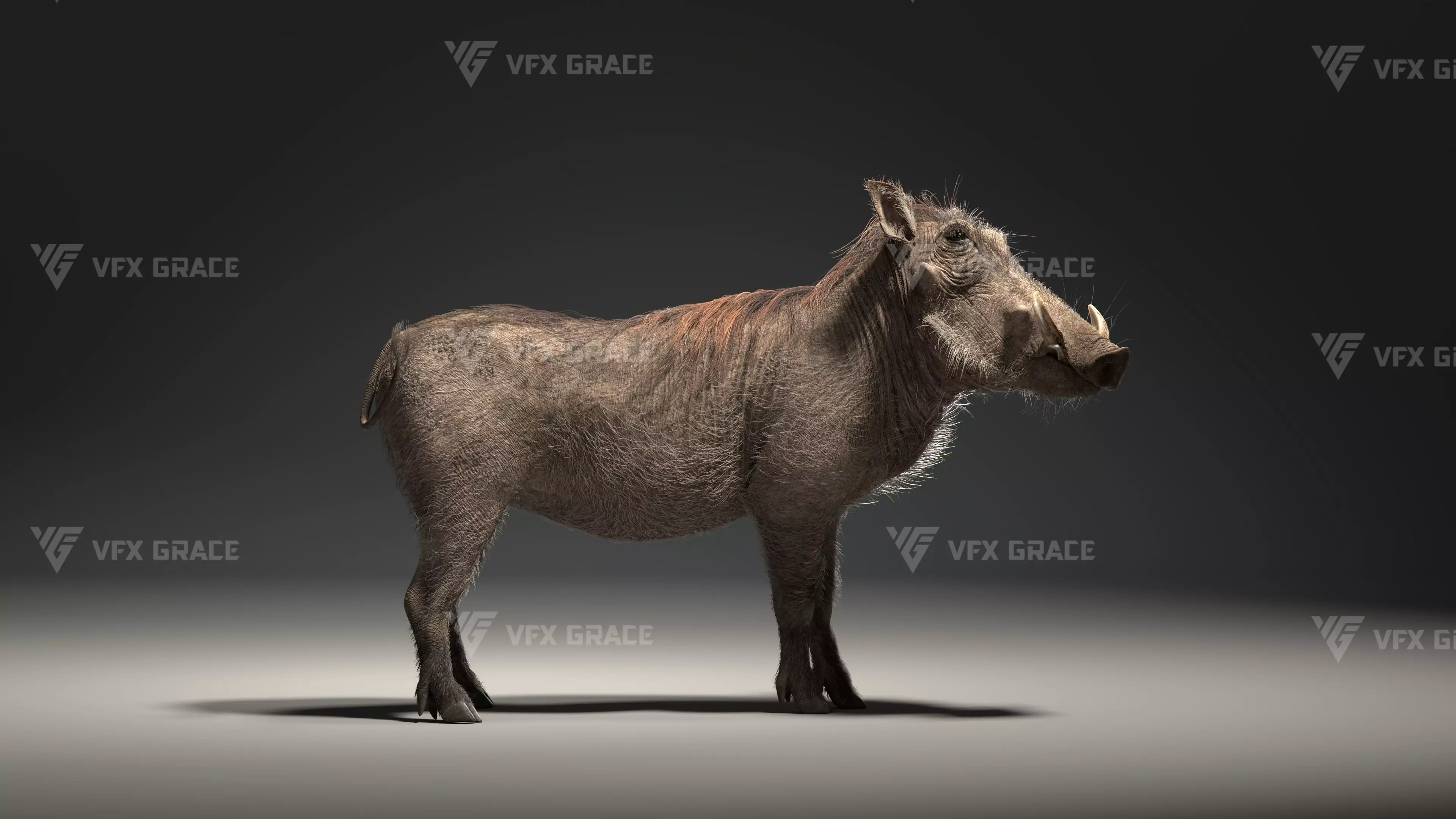 Warthog Animation  Blender 3D Model 3D model_7