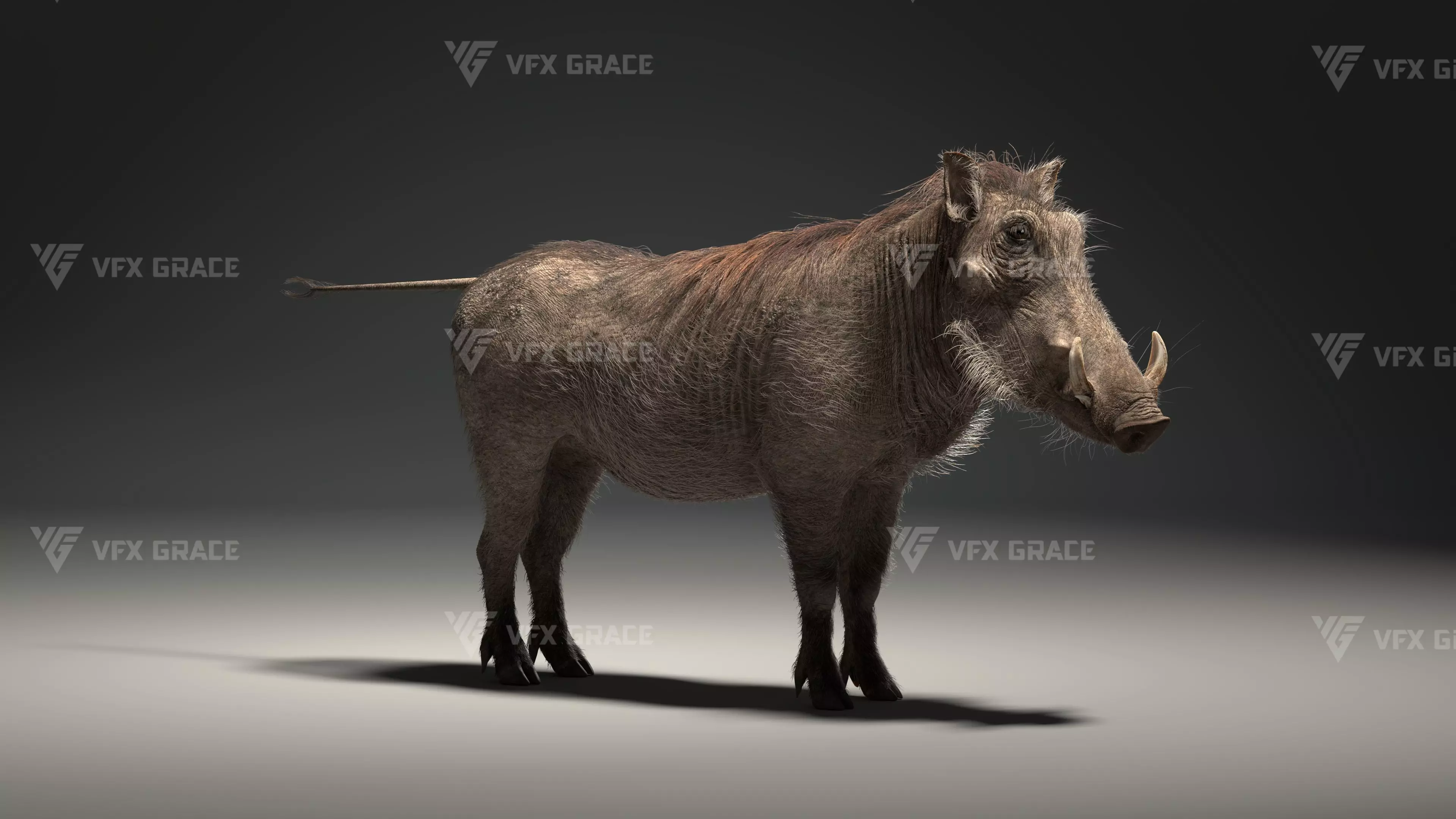 Warthog Animation  Blender 3D Model 3D model_12