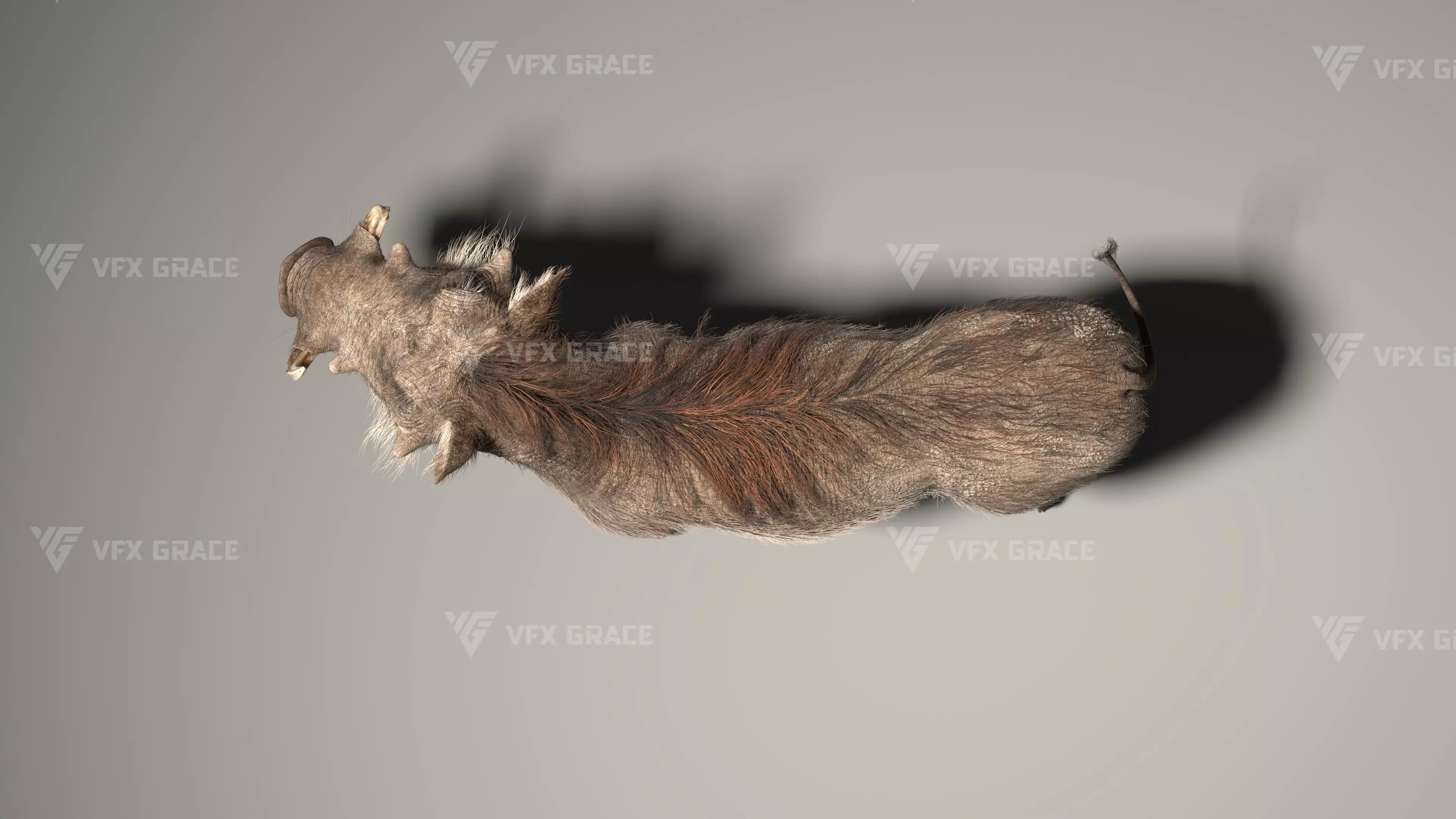 Warthog Animation  Blender 3D Model 3D model_11