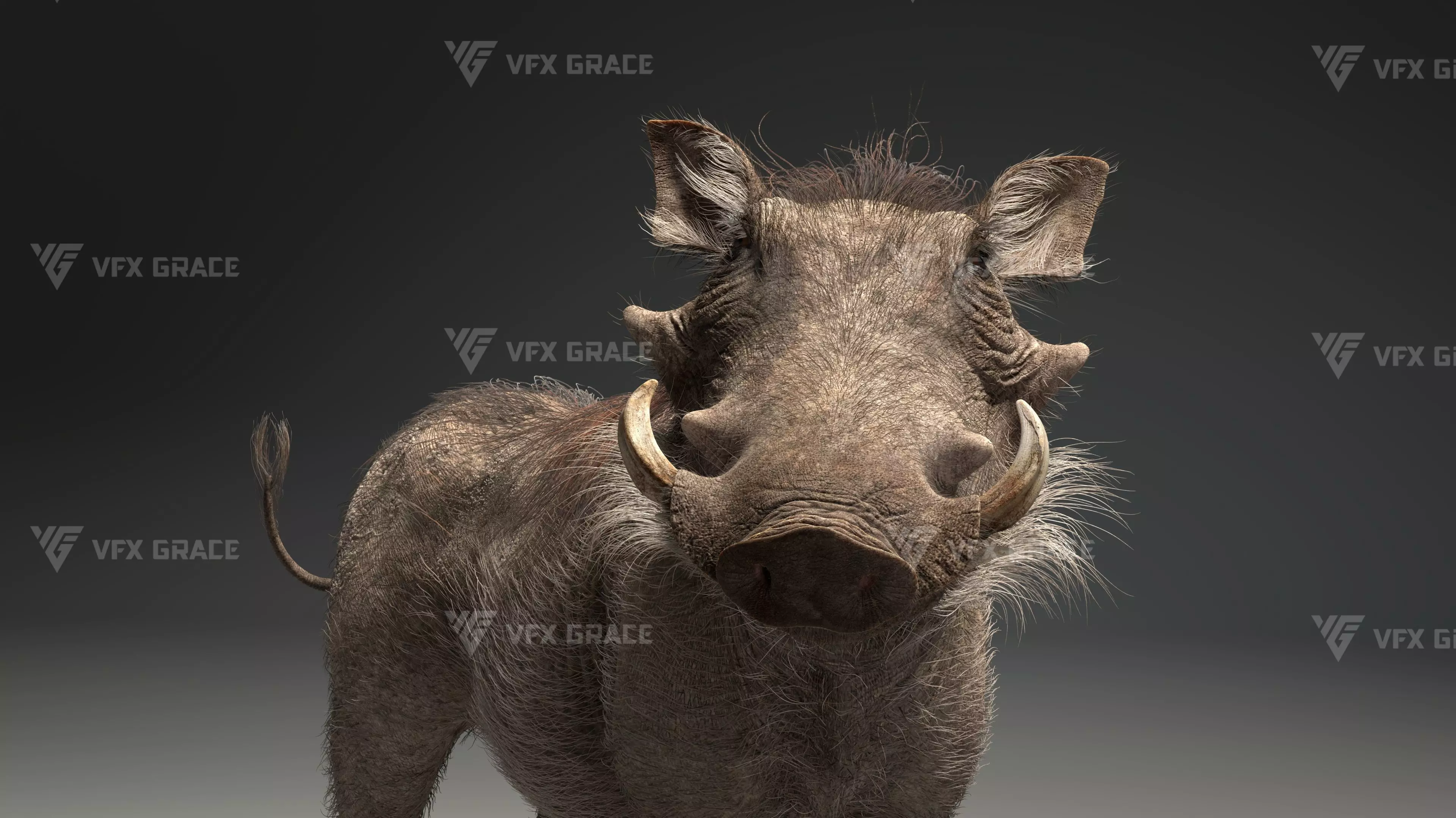 Warthog Animation  Blender 3D Model 3D model_13