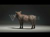 Warthog Animation  Blender 3D Model 3D model_1