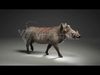 Warthog Animation  Blender 3D Model 3D model_2