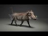 Warthog Animation  Blender 3D Model 3D model_3