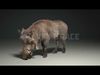 Warthog Animation  Blender 3D Model 3D model_5