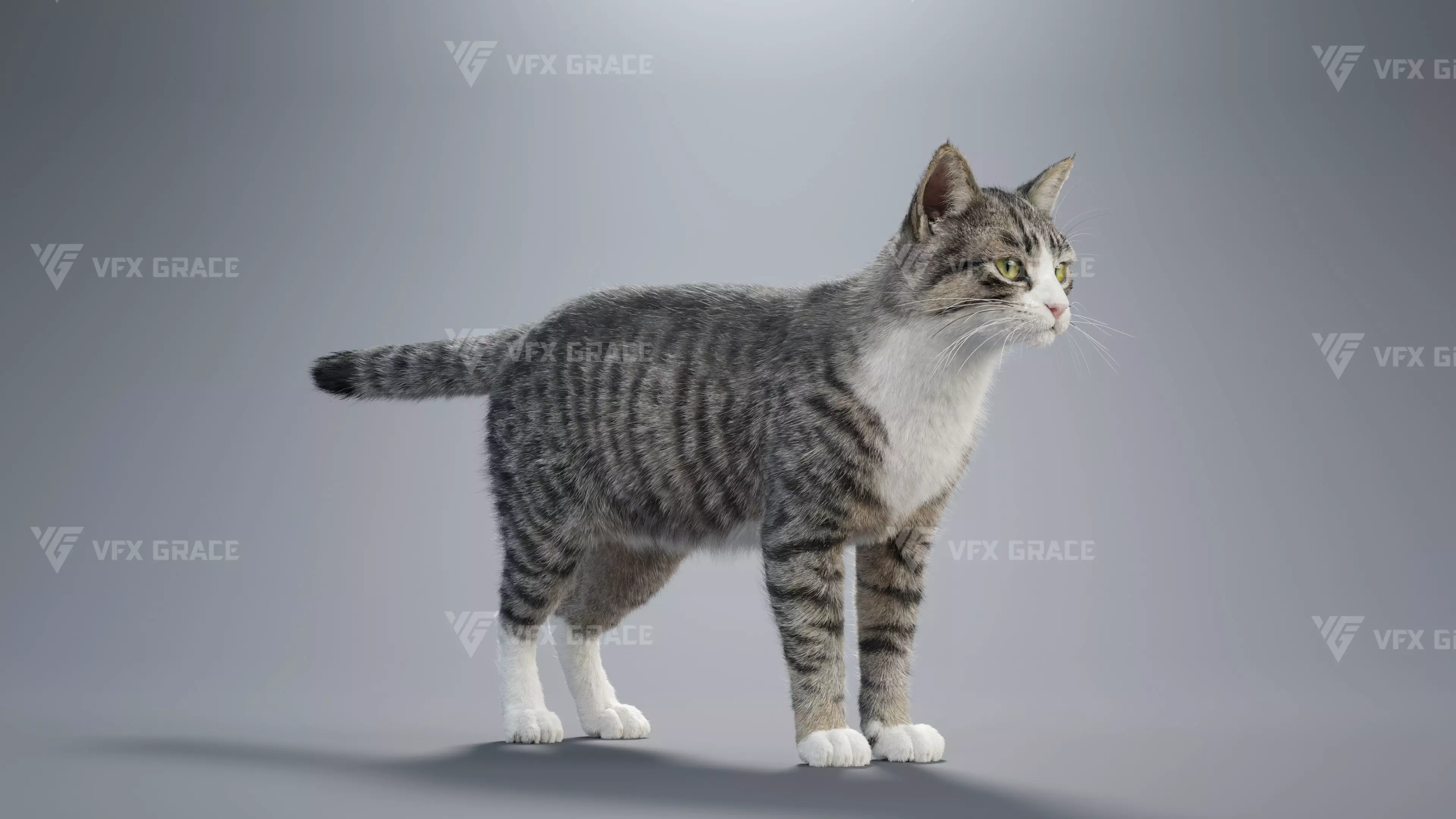 Tabby Cat White Animation Blender 3D Model 3D model_6