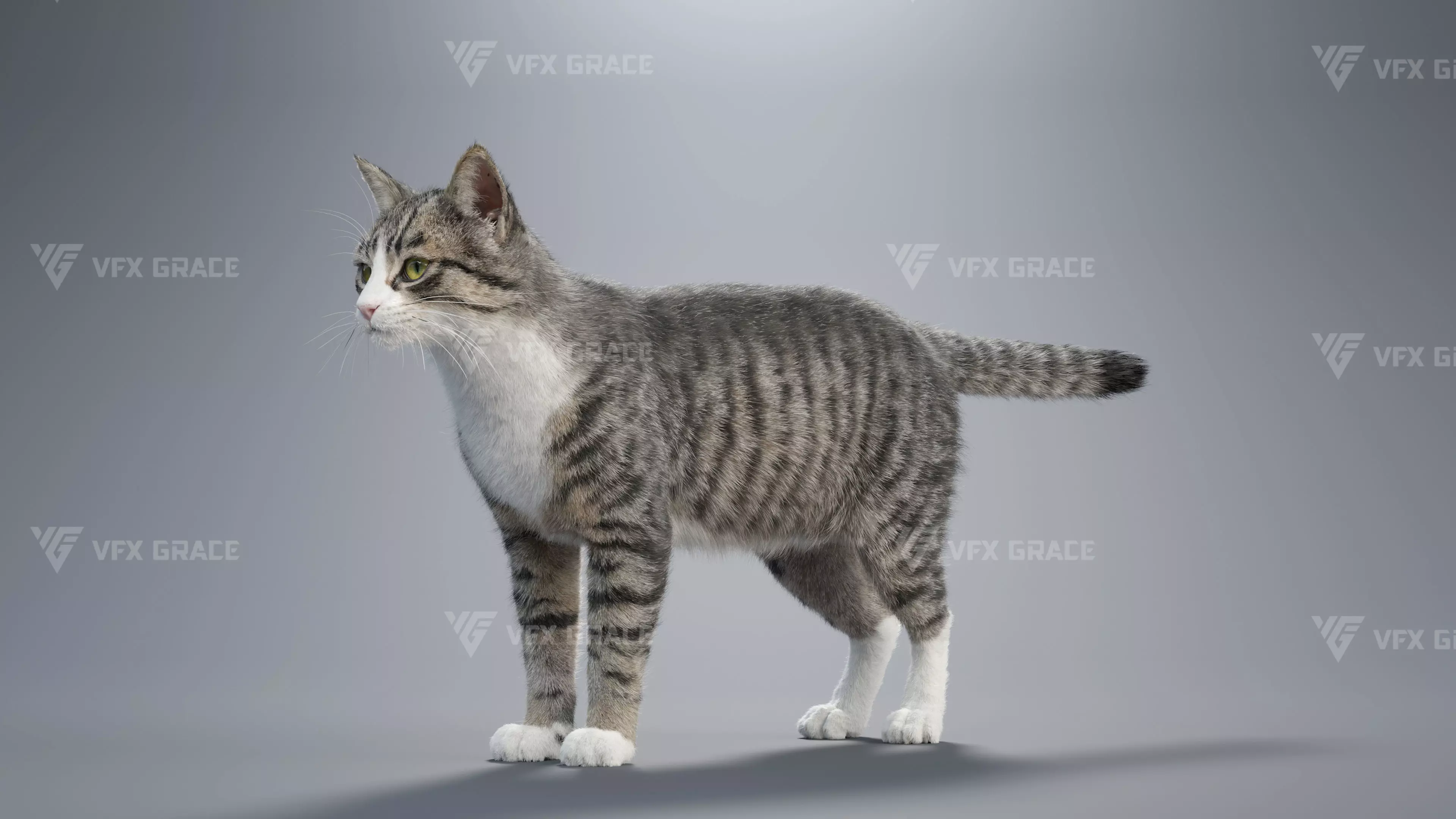 Tabby Cat White Animation Blender 3D Model 3D model_11