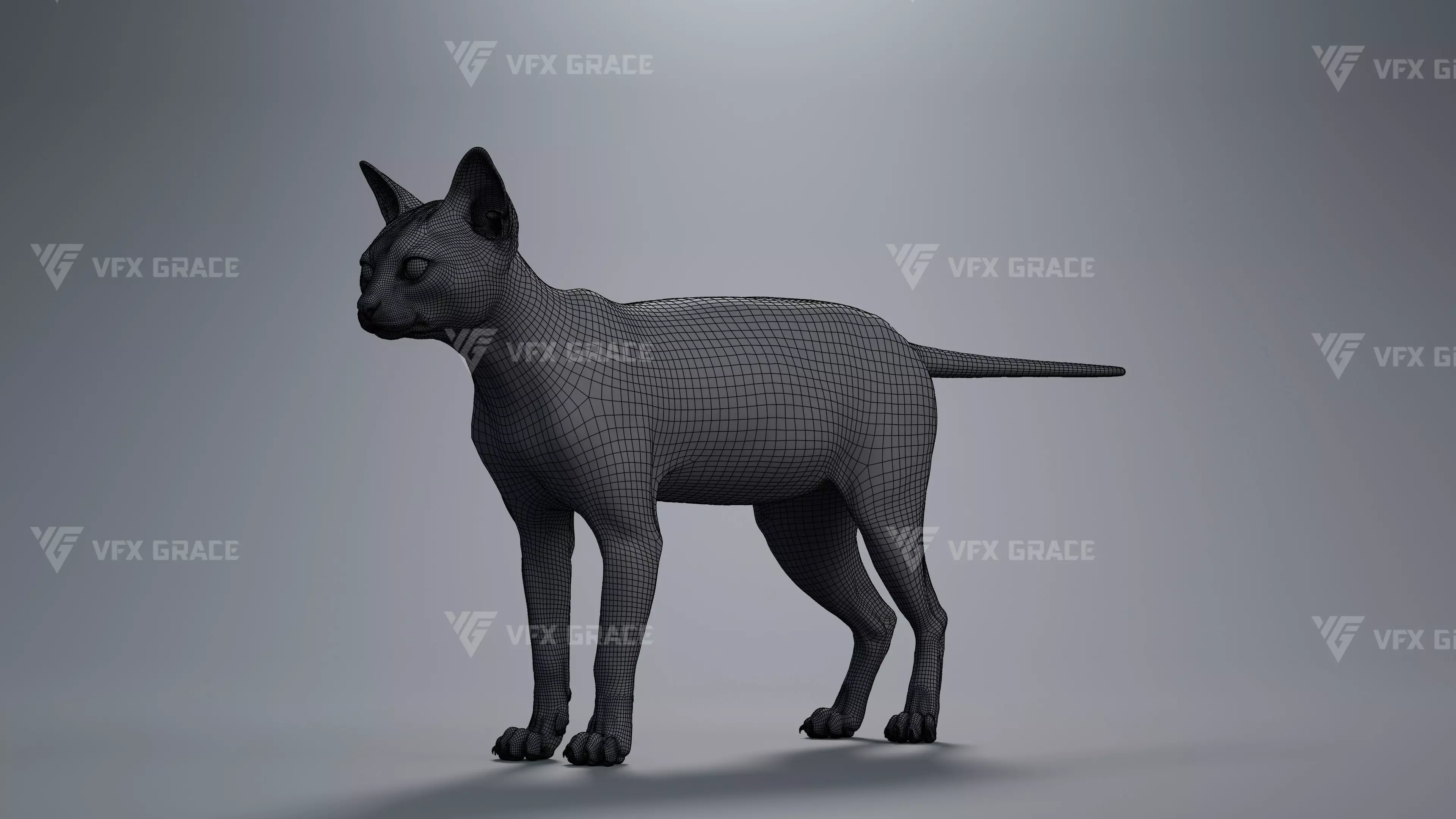 Tabby Cat White Animation Blender 3D Model 3D model_12
