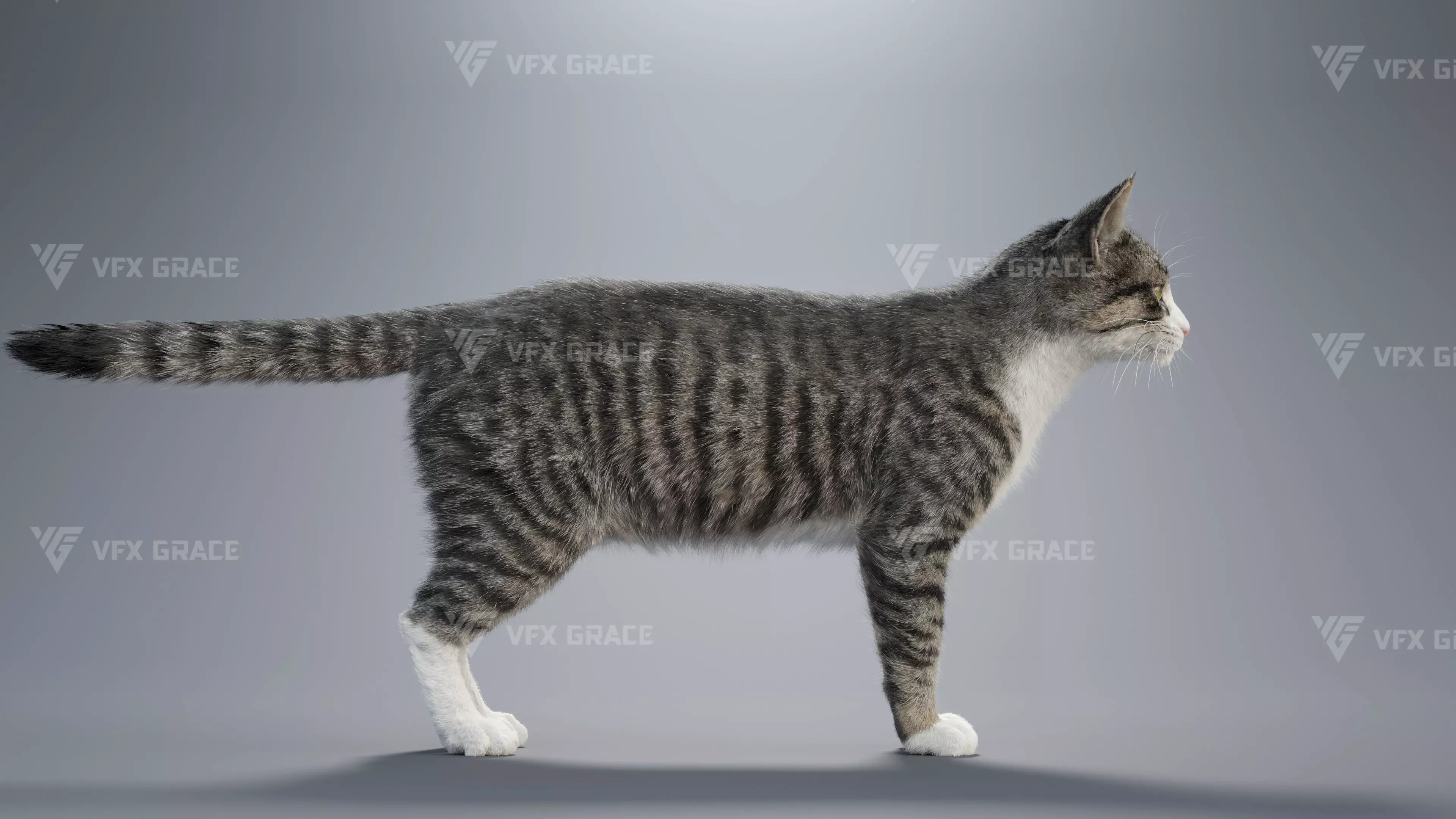 Tabby Cat White Animation Blender 3D Model 3D model_7