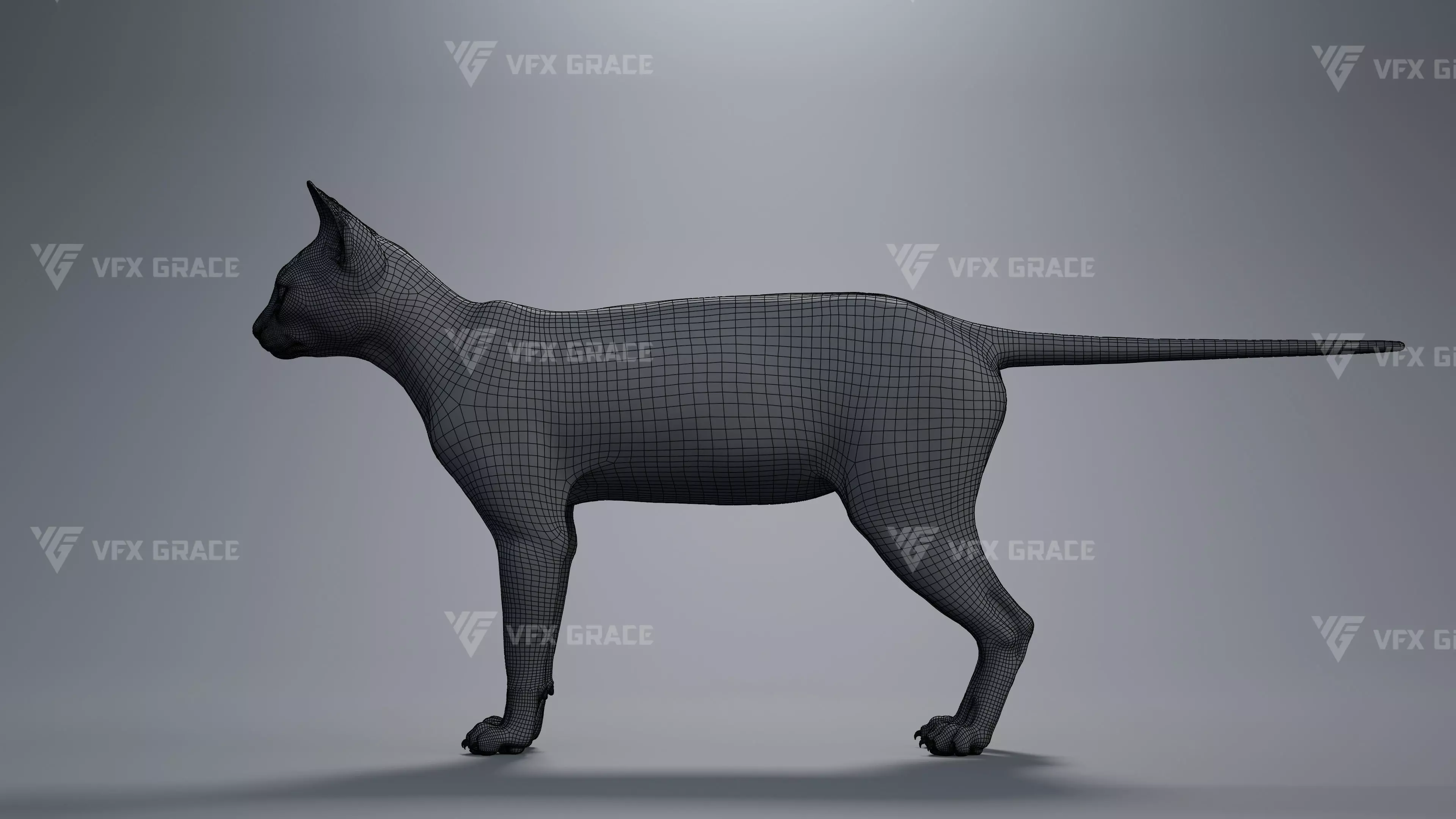 Tabby Cat White Animation Blender 3D Model 3D model_13