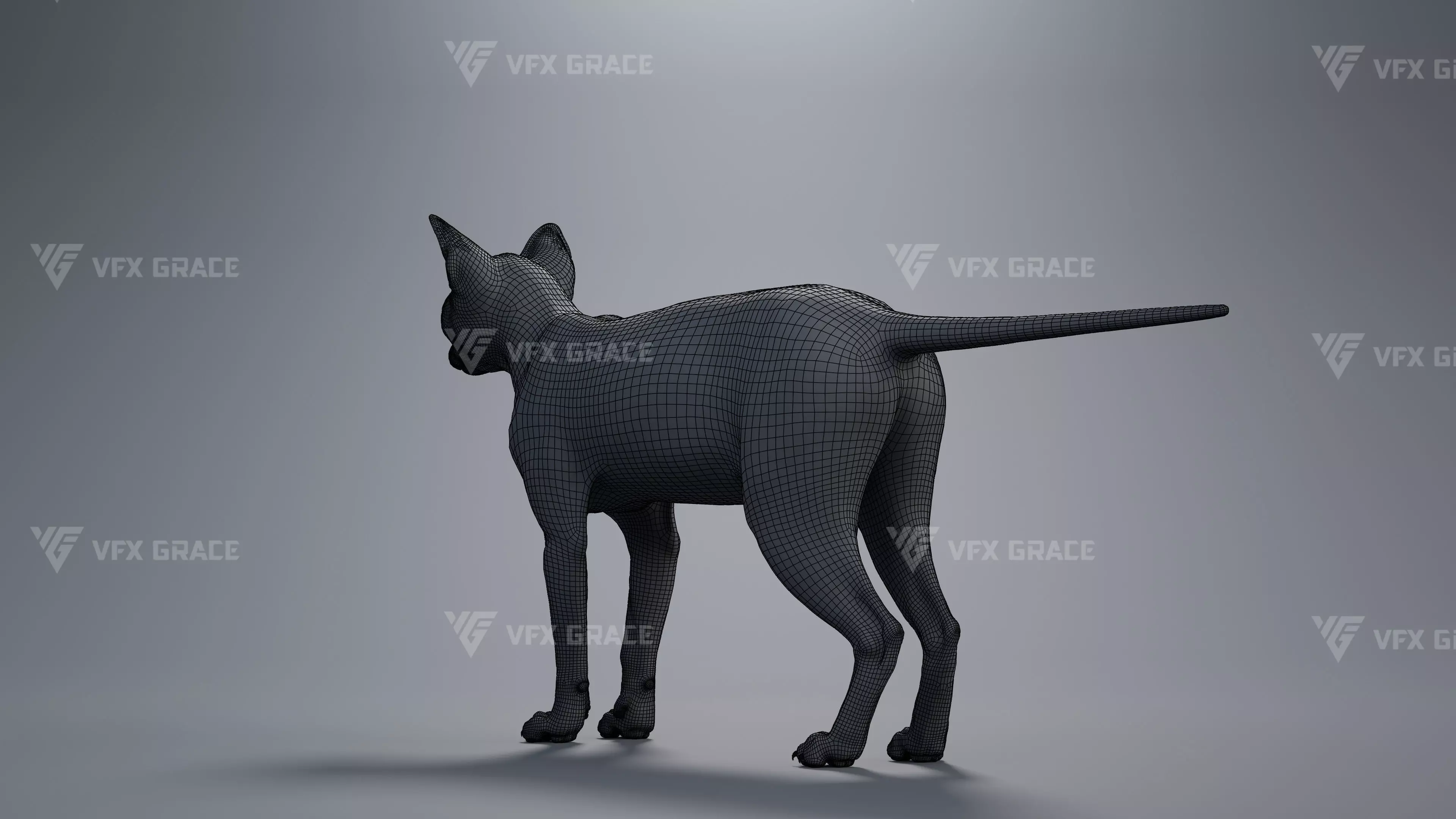 Tabby Cat White Animation Blender 3D Model 3D model_14
