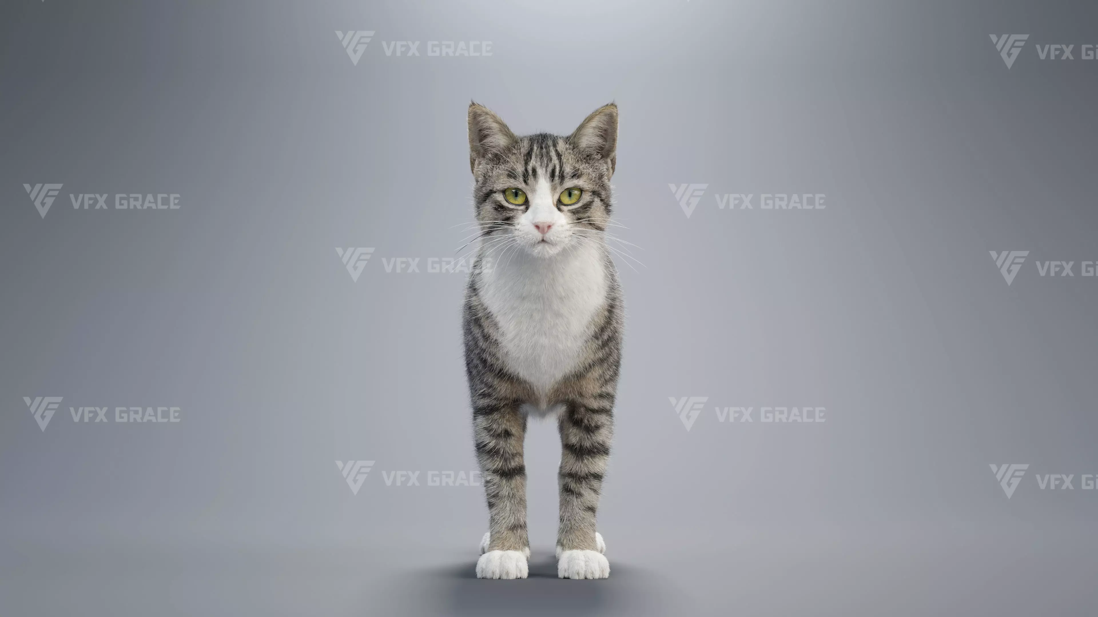 Tabby Cat White Animation Blender 3D Model 3D model_5